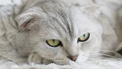 kaiyun电竞-史上最年轻的“欧冠最佳射手”首次问鼎，欧冠历史最年轻出场球员